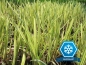 Preview: Wasserschwaden - Glyceria maxima vadriegata